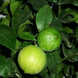 Бергамот